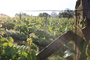 <b class=qtipBold><figcaption>La Chartre France</figcaption></b><br>A Cobweb on grapevines in the French town of La Chartre<br><em>© Paul Felix Photography Twelve Beacon Park Pelynt nr Looe Cornwall PL13 2PQ photos@paulfelix.co.uk 01503 221069</em> La Chartre France