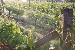 <b class=qtipBold><figcaption>La Chartre France</figcaption></b><br>A Cobweb on grapevines in the French town of La Chartre<br><em>© Paul Felix Photography Twelve Beacon Park Pelynt nr Looe Cornwall PL13 2PQ photos@paulfelix.co.uk 01503 221069</em> La Chartre France