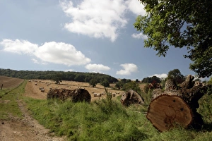 Late Summer in the Cotswolds