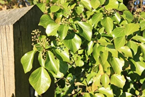 Winter Garden
