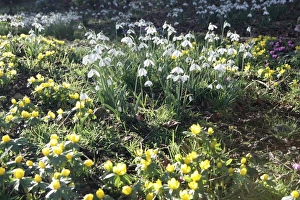 Snowdrops