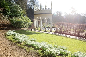 Snowdrops