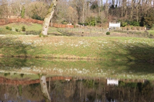 Snowdrops