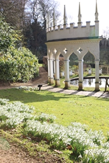 Snowdrops