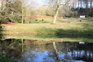 Snowdrops