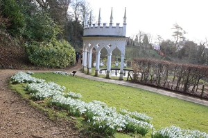 Snowdrops