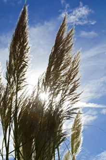Pampas Grass Cortaderia Selloana Gramineae Pampas Grass Cortaderia Selloana Gramineae