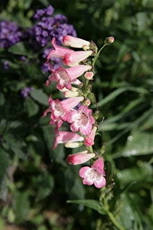 <b class=qtipBold><figcaption>Penstemons</figcaption></b><br>Penstemons ( Laura ) flowers in a cotswold cottage garden<br><em>© Paul Felix Photography Twelve Beacon Park Pelynt nr Looe Cornwall PL13 2PQ photos@paulfelix.co.uk 01503 221069</em> Penstemons