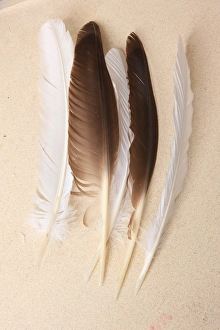 Quill Pens