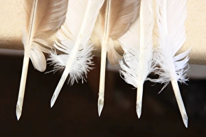 Quill Pens