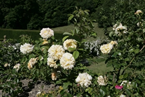 <b class=qtipBold><figcaption>Rambler Roses</figcaption></b><br>The National Collection of Rambler Roses at Moor Wood Woodmancote Glocestershire England Great Britain UK<br><em>© Paul Felix Hornbeam House Robinson Lane Woodmancote nr Cirencester Glos GL77EN England (0044) 01285 831703 photos@paulfelix.co.uk</em> Rambler Roses