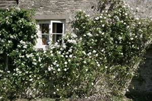 <b class=qtipBold><figcaption>Rambler Roses</figcaption></b><br>The National Collection of Rambler Roses at Moor Wood Woodmancote Glocestershire England Great Britain UK<br><em>© Paul Felix Photography Twelve Beacon Park Pelynt nr Looe Cornwall PL13 2PQ photos@paulfelix.co.uk 01503 221069</em> Rambler Roses