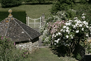 Rambler Roses