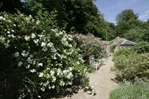 Rambler Roses