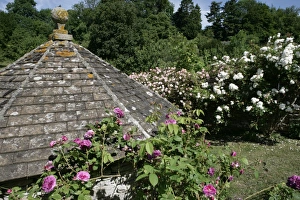 Rambler Roses