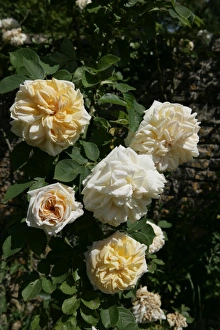 Rambler Roses