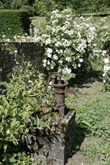 Rambler Roses