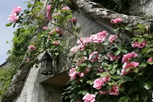 Roses