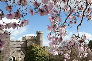 Spring Time at Caerhays Castle with its Magnolias and Camellias. 2 Spring Time at Caerhays Castle with its Magnolias and Camellias. 2
