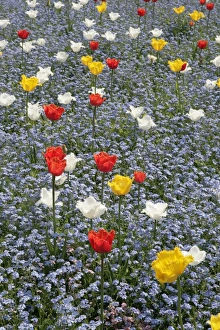 Spring Tulips