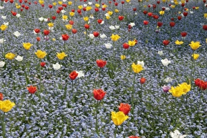 Spring Tulips