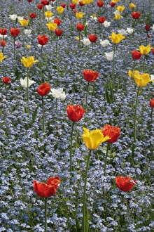<b class=qtipBold><figcaption>Spring Tulips</figcaption></b><br>A garden in Old Town Swindon Wilts with its tulips on a spring day.<br><em>© Paul Felix Photography Twelve Beacon Park Pelynt nr Looe Cornwall PL13 2PQ photos@paulfelix.co.uk 01503 221069</em> Spring Tulips