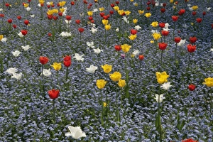 <b class=qtipBold><figcaption>Spring Tulips</figcaption></b><br>A garden in Old Town Swindon Wilts with its tulips on a spring day.<br><em>© Paul Felix Photography Twelve Beacon Park Pelynt nr Looe Cornwall PL13 2PQ photos@paulfelix.co.uk 01503 221069</em> Spring Tulips