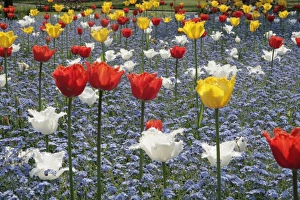 <b class=qtipBold><figcaption>Spring Tulips</figcaption></b><br>A garden in Old Town Swindon Wilts with its tulips on a spring day.<br><em>© Paul Felix Photography Twelve Beacon Park Pelynt nr Looe Cornwall PL13 2PQ photos@paulfelix.co.uk 01503 221069</em> Spring Tulips