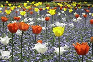 <b class=qtipBold><figcaption>Spring Tulips</figcaption></b><br>A garden in Old Town Swindon Wilts with its tulips on a spring day.<br><em>© Paul Felix Photography Twelve Beacon Park Pelynt nr Looe Cornwall PL13 2PQ photos@paulfelix.co.uk 01503 221069</em> Spring Tulips