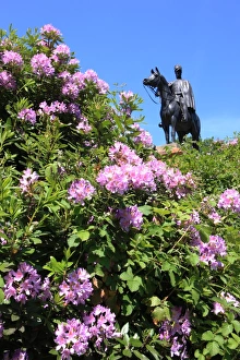 Summer Flowers