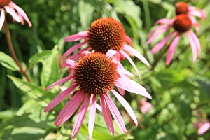 Summer Flowers