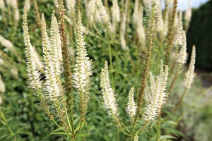 Summer Flowers