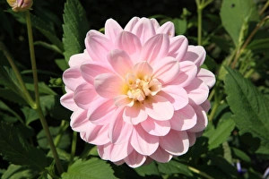 Summer Flowers