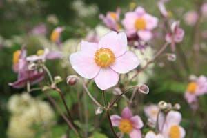 Summer Flowers