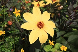 Summer Flowers