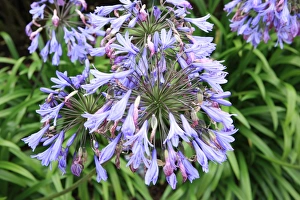 Rosemoor