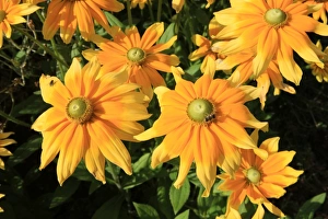 Summer Flowers