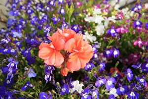 Summer Flowers
