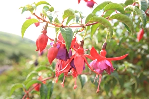 Summer Flowers