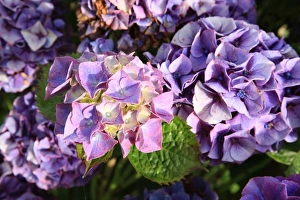 Summer Flowers