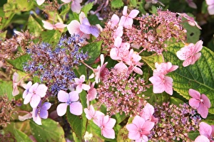 Summer Flowers