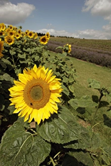 <b class=qtipBold><figcaption>Sunflowers</figcaption></b><br>A field of Sunflowers at Snowshill in the Cotswolds<br><em>© Paul Felix Photography Twelve Beacon Park Pelynt nr Looe Cornwall PL13 2PQ photos@paulfelix.co.uk 01503 221069</em> Sunflowers
