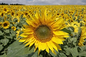 <b class=qtipBold><figcaption>Sunflowers</figcaption></b><br>A field of sunflowers in the Cotswolds England UK<br><em>© Paul Felix Photography Twelve Beacon Park Pelynt nr Looe Cornwall PL13 2PQ photos@paulfelix.co.uk 01503 221069</em> Sunflowers