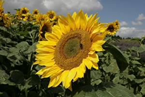 <b class=qtipBold><figcaption>Sunflowers</figcaption></b><br>A field of sunflowers in the Cotswolds<br><em>© Paul Felix Photography Twelve Beacon Park Pelynt nr Looe Cornwall PL13 2PQ photos@paulfelix.co.uk 01503 221069</em> Sunflowers