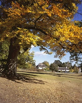 SWAN GREEN
