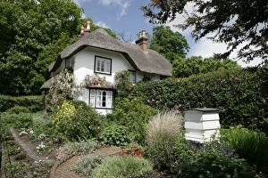 The Swan