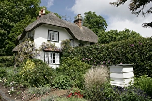 The Swan