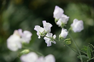 <b class=qtipBold><figcaption>Sweet peas</figcaption></b><br>Sweet pea flowers in a cottage garden in the cotswolds<br><em>© Paul Felix Photography Twelve Beacon Park Pelynt nr Looe Cornwall PL13 2PQ photos@paulfelix.co.uk 01503 221069</em> Sweet peas