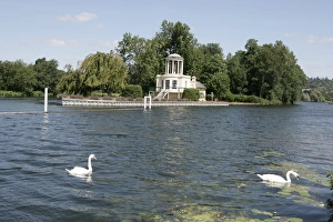 The Swan
