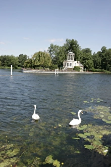 The Swan